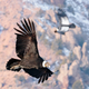 Andean condors in flight.